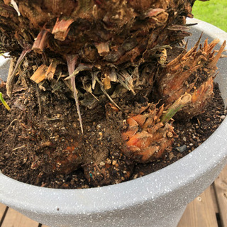 ソテツ 子株付き 鉢付き