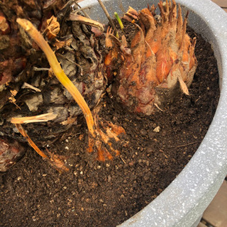 ソテツ 子株付き 鉢付き