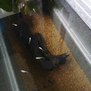 メダカ　めだかの稚魚を10～20匹お譲りしますの画像