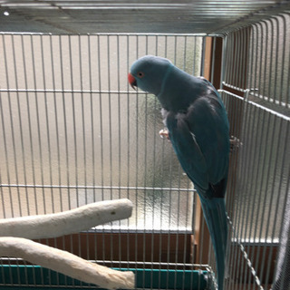 ワカケホンセイインコブルー