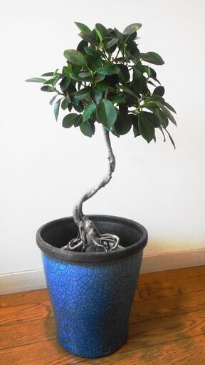 おしゃれでコンパクトな観葉植物ガジュマルテーブルサイズ根上がり、捻れ
