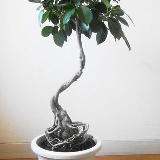 おしゃれでコンパクトな観葉植物🌷ガジュマル🌷テーブルサイズ🌷根上がり、捻れ の画像