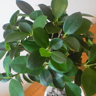 おしゃれでコンパクトな観葉植物🌷ガジュマル🌷テーブルサイズ🌷根上がり、捻れ の画像