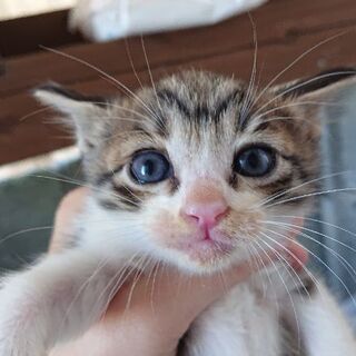 どなたか家族になって下さい。