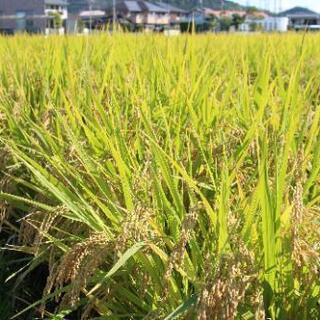 令和3年　お米　ヒノヒカリ　玄米15Kg 