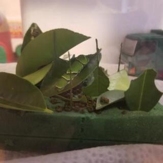 柑橘系の植物の葉っぱ