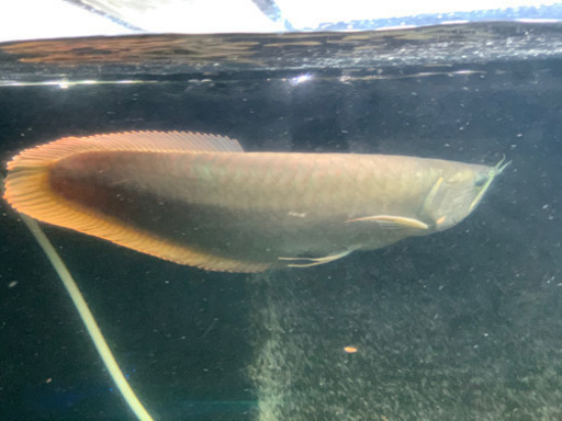 ノーテールシルバーアロワナ　熱帯魚