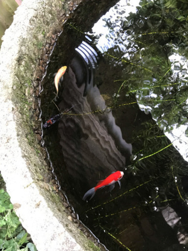 水槽(コンクリート製) 譲ります