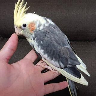 オカメインコ 5 （10/31までハロウィンセール）