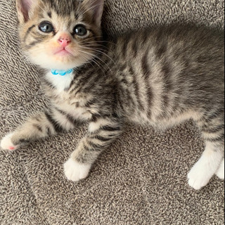 可愛いオスの子猫ちゃんです。月齢よりは小さいです。投稿内容を最後...