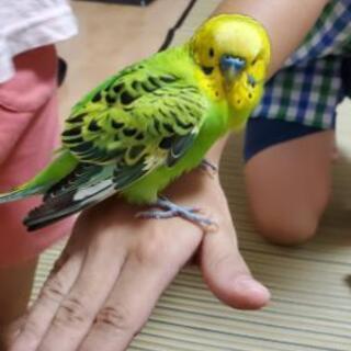 迷いインコ