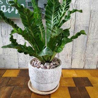 【観葉植物】エメラルドウェーブ受皿付