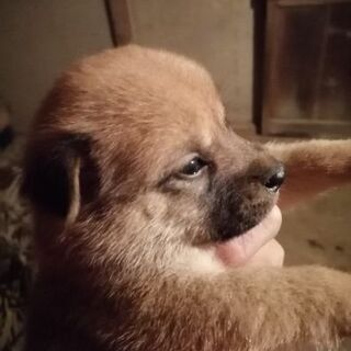 野犬の子供保護しました。