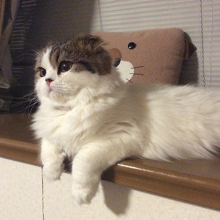 可愛がっていただける方