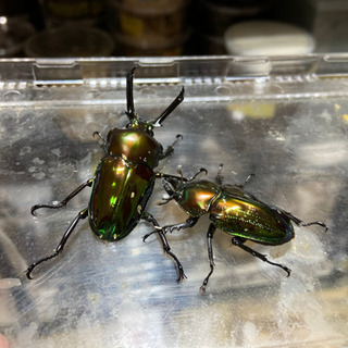 ニジイロクワガタ　ペア　取引中の画像