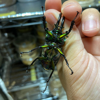 ニジイロクワガタ　ペア　取引中の画像