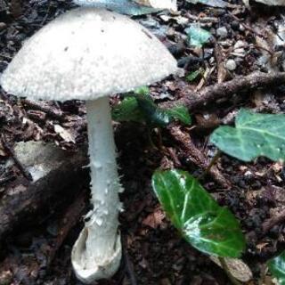 山で茸狩りご一緒にどうですか？
