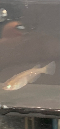 悪魔めだか上物