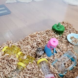ハムスターケージ