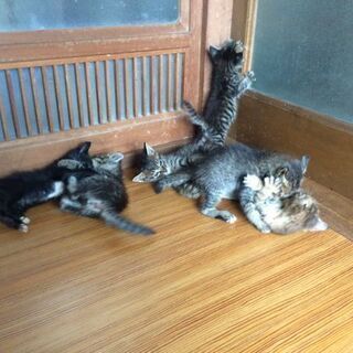 【里親決定】元気な６匹の子猫たち