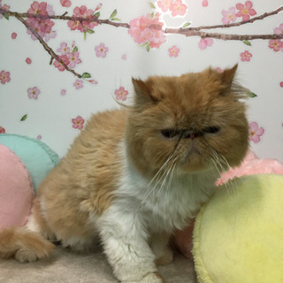 おとなしいエキゾチックロングヘアの女の子