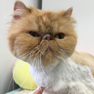 おとなしいエキゾチックロングヘアの女の子 - 猫