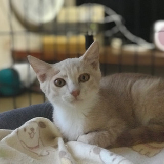 ミルクティー色男の子　家族募集中
