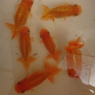 らんちゅう