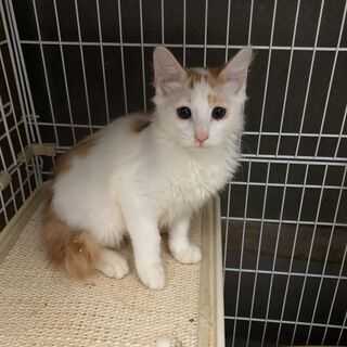 🔷里親募集中　生後3か月　子猫🔷