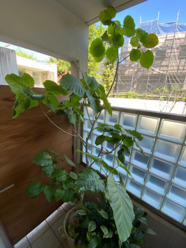 観葉植物　大型　ウンベラータ