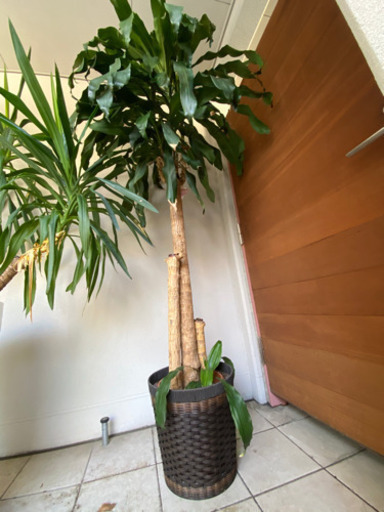 観葉植物　幸福の木　巨大