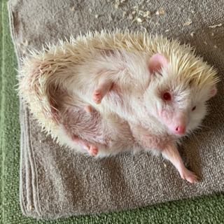 ハリネズミ ♂