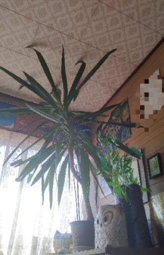 ユッカ　観葉植物　1.5メートル