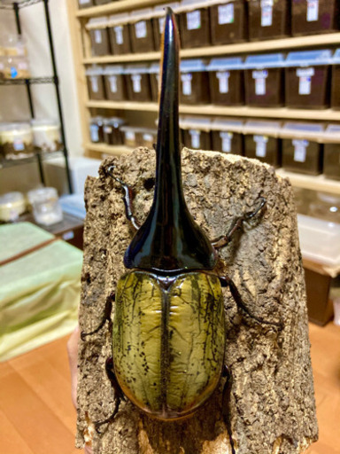 お取引き成立【最終値下げ】ＤＨヘラクレス　ペア　♂150mm ♀68mm 新成虫　【血統】♂MD×RF(UB67) ♀ガルシア