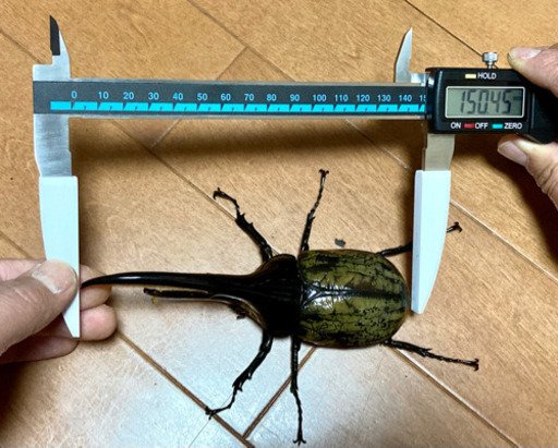 お取引き成立【最終値下げ】ＤＨヘラクレス　ペア　♂150mm ♀68mm 新成虫　【血統】♂MD×RF(UB67) ♀ガルシア