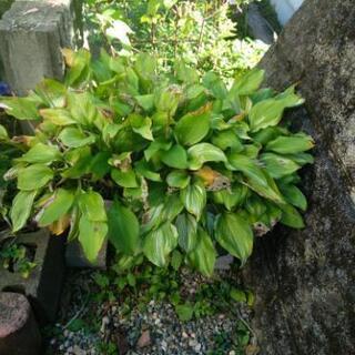 植木 プランター入りギボシ斑
