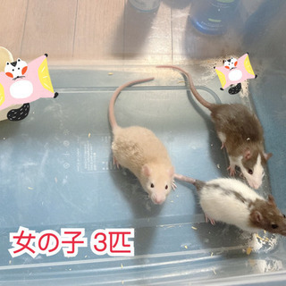 ファンシーラット 親子 計7匹