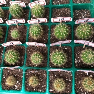 多肉植物　金星丸　子株　抜き苗　２１個ありますの画像