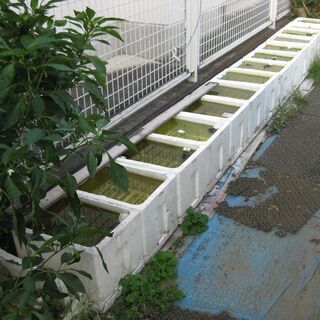 　受付は終了しました。早いもん勝ち！高級メダカの卵「取り放題！！...