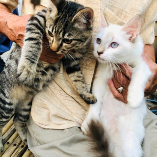 お願いします！3、4か月の子猫です。