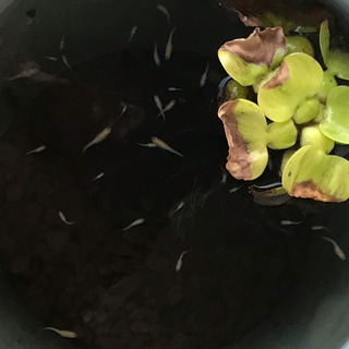 《募集3回目》7月末〜8月孵化／ヒメダカの稚魚（体長約1㎝〜2㎝...