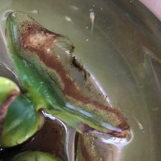 《募集3回目》8月末孵化／ヒメダカの稚魚（体長約1㎝程度・オスメ...