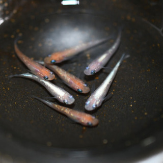 紅白ラメ　1ペア