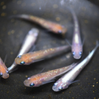 紅白ラメ　1ペアの画像