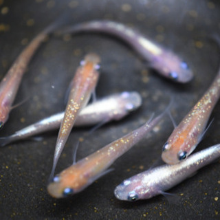 紅白ラメ　1ペアの画像