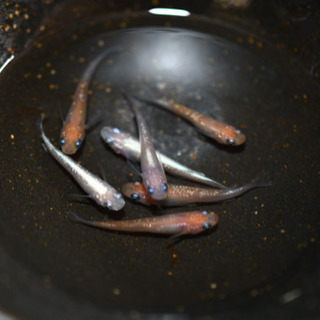 紅白ラメ　1ペアの画像