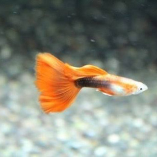 タキシードグッピー　若魚8匹②