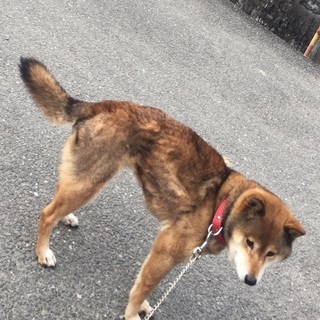 迷子の柴犬を探しています(見つかりました！)
