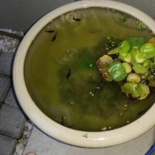 ブラックダイヤ稚魚「メダカ」