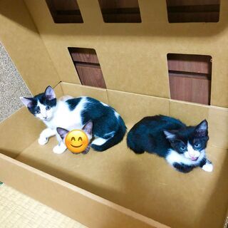 【８月初旬生まれ】里親募集